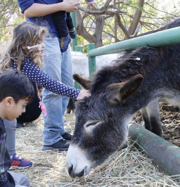 תמונה של החווה בגבעה: פינת חי משפחתית וחמודה במרכז הארץ - למטייל בישראל (טיולי)